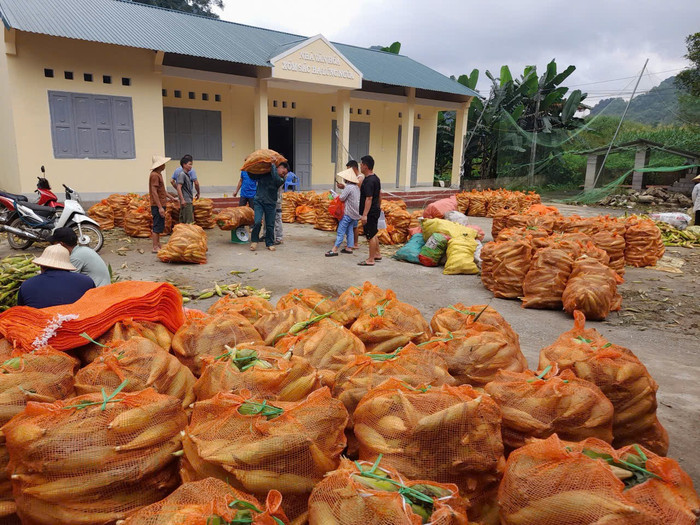 Các thành viên Hợp tác xã Nông nghiệp Ba sạch Hưng Đạo trong một buổi thu hoạch ngô. Ảnh NVCC.
