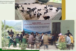 HTX Ứng Thìn, Lai Châu: Phát huy ưu thế giống lợn đen bản địa tạo sinh kế, giảm nghèo bền vững