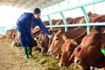 Đại gia trồng rau, nuôi bò... nông dân có được lợi?