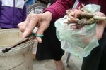 Gặp người ăn mật cóc gần 1000 ngày để chữa ung thư