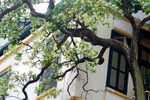 Chánh Thanh tra Sở Giáo dục tử nạn khi chặt cây