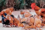 Nghi hàng xóm trộm gà, cụ ông gài điện giết chết nam thanh niên