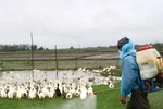 Hà Nội: Giấu dịch cúm gia cầm?