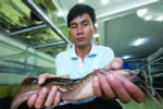 Việt Nam: Phát hiện cá “biết đi”, ếch “biết hót”