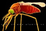 Top 5 nghiên cứu y học đột phá thế giới năm 2011 