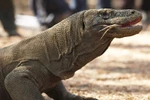 Chùm ảnh rồng Komodo - Linh hồn của SEA Games 26