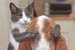 Thế giới động vật siêu nhí nhố