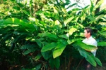Người dân ồ ạt trồng cây bo bo để bán cho thương lái Trung Quốc