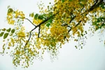 Vàng rực màu hoa muồng hoàng yến trên nền trời Hà Nội