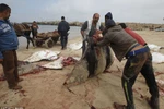 Dân Palestine xẻ thịt cá đuối chết dạt trên bãi biển đem bán