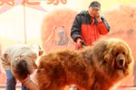 Chú chó Ngao Tây Tạng giá 32 tỷ VNĐ