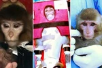 Iran bịa chuyện đưa khỉ vào vũ trụ?