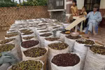 Giá cà phê Robusta trên thế giới tăng do Việt Nam chậm thu hoạch