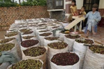 Giá cà phê Robusta trên thế giới tăng do Việt Nam chậm thu hoạch
