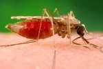 BBC: 1/3 thuốc chống sốt rét đang lưu hành toàn cầu là giả