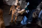Ảnh: Dân Mỹ huấn luyện chó chuyên săn chuột tại Manhattan, New York