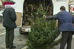Mùa Giáng sinh, Moscow đau đầu với nạn chặn trộm thông non
