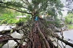 Cây cầu độc đáo kết bằng rễ cây tại Indonesia