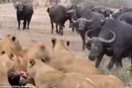 Video: Trâu rừng đương đầu với đàn sư tử giải cứu đồng loại