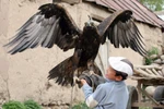 Tới làng huấn luyện đại bàng vàng ở Kyrgyzstan