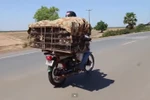 Video: Campuchia bắt chuột xuất khẩu sang Việt Nam
