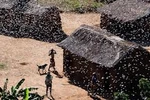 Video: Hàng tỉ con châu chấu phủ kín bầu trời, mặt đất Madagascar