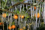 Hoa quả đóng băng ở Florida