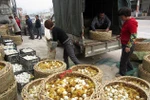 Dân Trung Quốc bán đổ bán tháo vịt con cho trại rắn