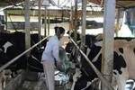 Vĩnh Phúc quyết “hy sinh” ngành bò sữa để ưu tiên cho dự án của FLC