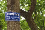 Cầm đầu đường dây “gỗ sưa giả” nhưng được miễn truy cứu hình sự?