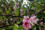 Chùm ảnh: Sắc xuân sớm trên bản làng đồng bào H'Mông