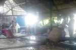 Sởn gai ốc thạch dừa Bến Tre nấu bằng phân bón và nước sông, rạch