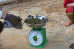 Đổ xô săn đỉa bán sang TQ, người dân cũng "chẳng hiểu họ làm gì"