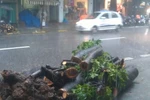 Hà Nội: Mưa lớn, cây đổ gây chết 1 người trên phố Bà Triệu