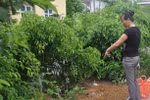 Đứa con có dấu hiệu tâm thần cầm dao chém người cha thiệt mạng