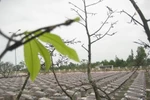 Kỳ lạ nghĩa trang dòng họ lúc nào cũng trắng vòng hoa (Kỳ 2)