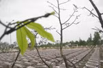 Kỳ lạ nghĩa trang dòng họ lúc nào cũng trắng vòng hoa (Kỳ 2)