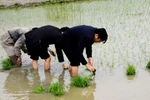 Bí thư Tỉnh ủy Hà Tĩnh xuống đồng cấy lúa