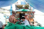 Ngư dân khổ vì bướm lạ gây ngứa