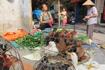 Dịch cúm gia cầm rình rập 