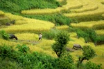 Chùm ảnh: Đắm mình trong mùa vàng Y Tý