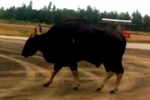 Bò tót chết tại sân bay: 2 năm quanh quẩn ở gần TP Huế