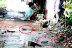 Chuột chạy rần rần, "ăn ké" đồ ăn với trẻ em