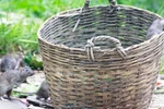 Chuột 'hoành hành' giữa trung tâm Sài Gòn