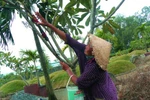 Mưu sinh trên đất... nghĩa trang