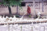 Từ vùng dịch đến… chợ gia cầm