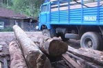 Công an dùng xe công vận chuyển gỗ quý trái phép