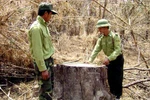 Hàng chục lâm tặc hành hung kiểm lâm