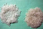 Thực hư gạo lạ