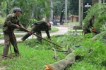 Công nhân cây xanh chặt hạ gỗ sưa, dân lao vào “hôi của”